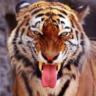 тигровый принт